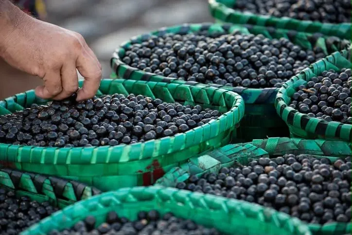 Açaí ganha protagonismo em encontro climático da Amazônia e será debatido como estratégia para desenvolvimento sustentável da região