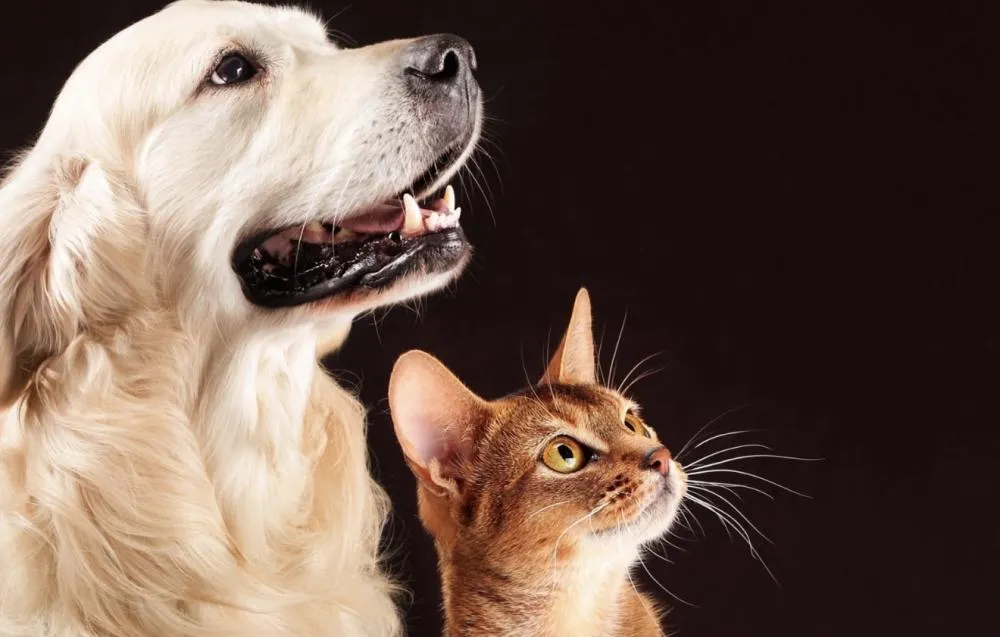 Férias escolares exigem atenção redobrada: saiba como proteger a saúde e o bem-estar dos pets
